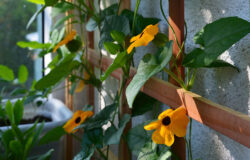 Closeup of Orange Flowers Growing up a Wooden DIY Trellis